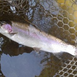 大安トラウトレイク 釣果